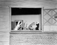 Photograph: [Photograph of four puppets]