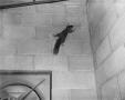 Photograph: [Squirrel on the ceiling photo]