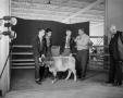 Photograph: [Doc Rhuman and guests with a calf]