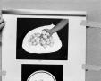 Photograph: [Slide featuring eggs]