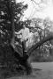 Photograph: [Photograph of Byrd Williams IV posing in a tree]