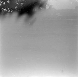 Primary view of object titled '[Photograph of trees, overexposed]'.