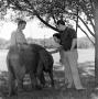 Photograph: [Photograph of David Christian and an unknown woman petting an elepha…