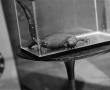 Photograph: [Gila monster in glass cage]