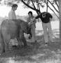 Photograph: [Photograph of David Christian and an unknown woman petting an elepha…