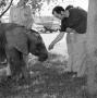 Photograph: [Photograph of David Christian feeding an elephant]