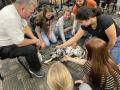 Primary view of [Group petting therapy dog]