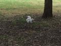 Primary view of [Albino squirrel on campus]