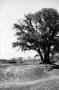 Photograph: [Photograph of a tree in a field of dirt]