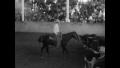Primary view of [News Clip: Cutting horse contest]