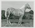 Photograph: [Portrait of a Horse]