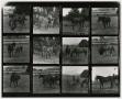 Photograph: [Contact Sheet of Bar Money Ranch Horses]