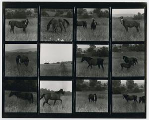 Primary view of object titled '[Contact Sheet of Bar Money Ranch Horses]'.