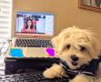 Photograph: [Dog in Dallas Cowboys jersey and laptop with virtual conference]