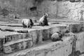 Primary view of [Three bears in an enclosure at the zoo]