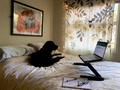 Primary view of [Sarah Allsup's dog and work from home space]