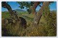 Primary view of [Postcard of Davis Mountains State Park]