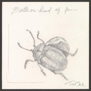 Primary view of object titled 'Beetle on the Head of a Pin'.