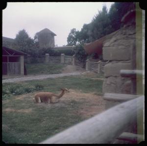 Primary view of object titled '[Parque de las Leyendas, a Zoo in Lima, Peru]'.