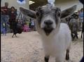 Video: [News Clip: Goat]