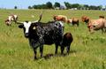 Photograph: [Rayzor Ranch Longhorn cattle]