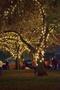 Thumbnail image of item number 1 in: '[Tree Lighting on the Square 2011]'.