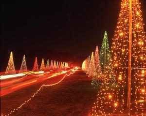Primary view of object titled '[Christmas Tree Lane at Santa Land, 1]'.