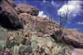 Photograph: [Cacti and rocks at Hueco Tanks State Park]