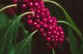 Photograph: [Berries on a branch]