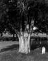 Photograph: [Red cedar tree is Joshua graveyard]