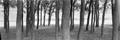 Photograph: [Panoramic of tree trunks at Benbrook]