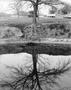 Photograph: [Tree on the bank of a pond]
