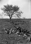 Photograph: [Field with a tree and piles of cacti]