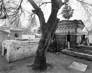 Primary view of object titled '[Damaged tree in a Mexican cemetery, 2]'.