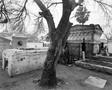 Thumbnail image of item number 1 in: '[Damaged tree in a Mexican cemetery, 2]'.