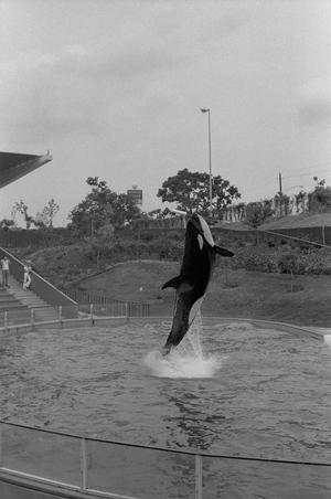 Primary view of object titled '[Killer Whale Performance at Seven Seas Marine Life Park, 8]'.