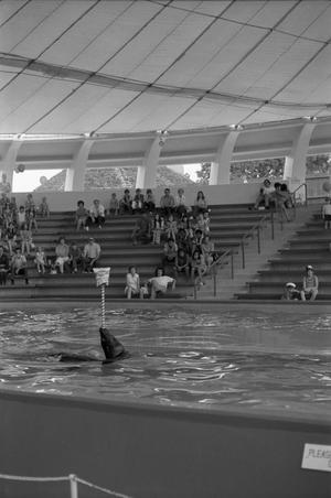 Primary view of object titled '[Sea Lion Circus Show at Seven Seas Marine Life Park]'.