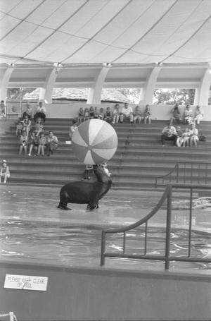 Primary view of object titled '[Sea Lion Circus Show at Seven Seas Marine Life Park, 2]'.