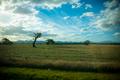 Primary view of [South Australia landscape, 1]