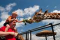 Thumbnail image of item number 1 in: '[Child feeding giraffe]'.