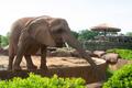 Photograph: [Elephant leaning over platform]