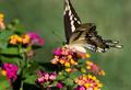 Photograph: [Luminous Symphony: Butterfly's dance amongst radiant Lantanas]
