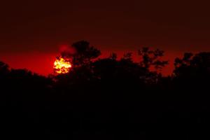 Primary view of object titled '[A Fiery Sunset Silhouette: Nature's Flaming Farewell]'.