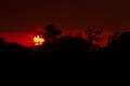 Thumbnail image of item number 1 in: '[A Fiery Sunset Silhouette: Nature's Flaming Farewell]'.
