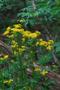 Photograph: [Butterweed (Packera glabella): A Vibrant Succulent Annual]