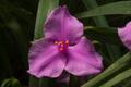 Primary view of [Longbract Spiderwort: A Colorful Prairie Native]
