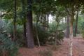 Primary view of [Sunlit Serenity: Trees Basking in Arboretum's Radiant Glow]