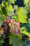 Primary view of [Vineyard's Abundance: Grapes at Kiepersol Winery]