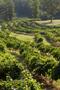 Photograph: [A Scenic Retreat: Lush Vineyards of Kiepersol Winery]
