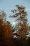 Photograph: [Mystical Moonrise: Nature's Canvas at Faulkner Park]